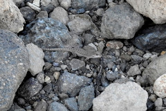 Liolaemus schmidti