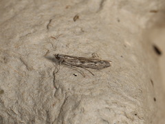 Homoeosoma vagella