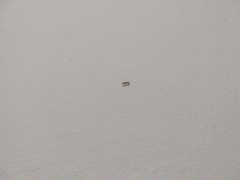 Saicinae