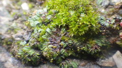 Riccia nigrella