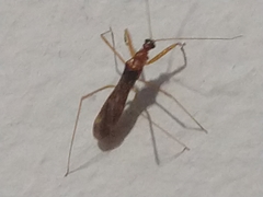 Saicinae
