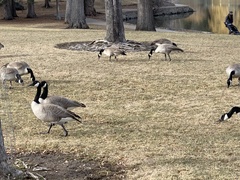 Branta canadensis
