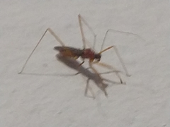 Saicinae