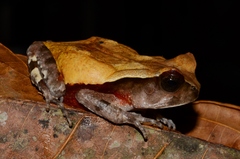 Sclerophrys superciliaris superciliaris