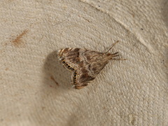 Glaucocharis dilatella