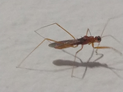 Saicinae
