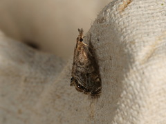 Glaucocharis dilatella