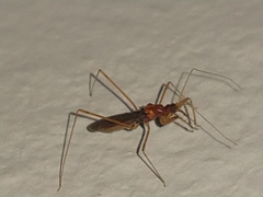 Saicinae