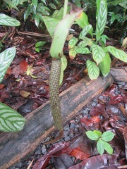 Anthurium raimundii