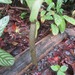 Anthurium raimundii - Photo (c) Marcio Santos Ferreira, algunos derechos reservados (CC BY-NC), subido por Marcio Santos Ferreira