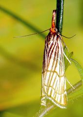 Chrysocramboides craterella