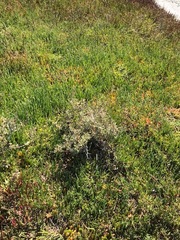 Atriplex paludosa paludosa