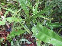 Anthurium raimundii