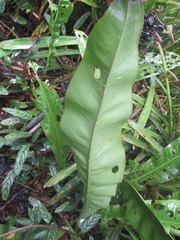 Anthurium raimundii
