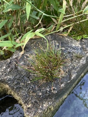 Eleocharis geniculata