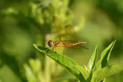 Perithemis icteroptera