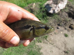 Crenicichla lepidota