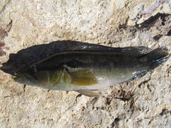 Crenicichla lepidota