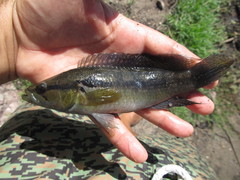 Crenicichla lepidota
