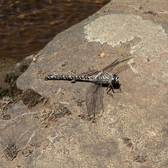 Austroaeschna tasmanica
