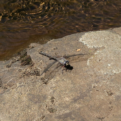 Austroaeschna tasmanica