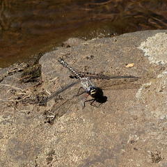Austroaeschna tasmanica