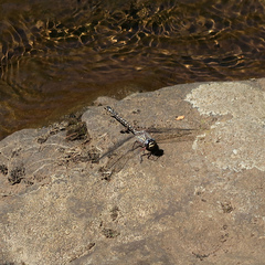 Austroaeschna tasmanica