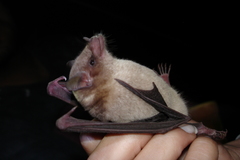 Leptonycteris nivalis