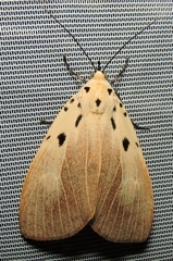 Asota iodamia
