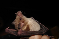 Leptonycteris nivalis