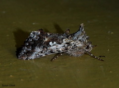 Syngrapha alias