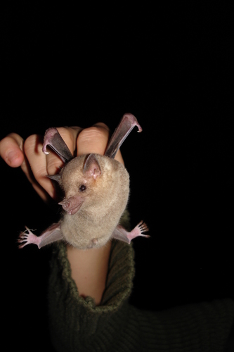 Mexican Long-nosed Bat