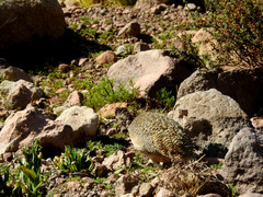 Nothoprocta pentlandii