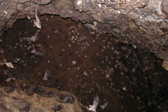 Leptonycteris nivalis