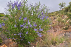 Ceanothus cyaneus