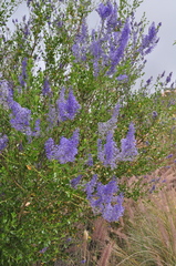 Ceanothus cyaneus