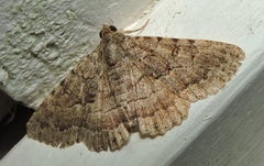 Diatenes aglossoides