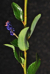 Ceanothus cyaneus
