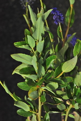 Ceanothus cyaneus