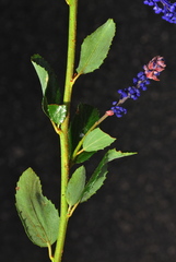 Ceanothus cyaneus