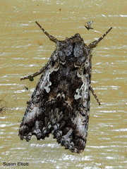 Syngrapha alias