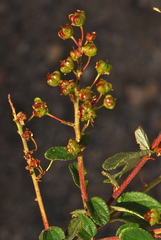 Ceanothus cyaneus