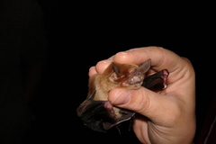 Pteronotus parnellii