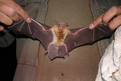 Pteronotus parnellii