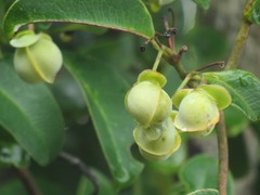 Davilla flexuosa