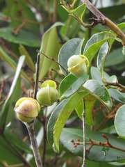 Davilla flexuosa