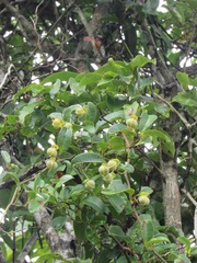 Davilla flexuosa