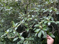 Gesneria pedunculosa