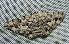 Hypomecis externaria