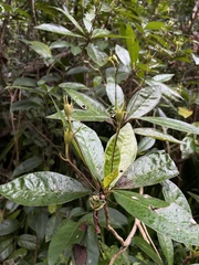 Gesneria pedunculosa